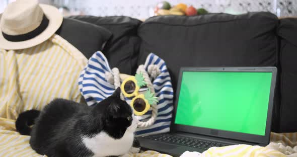 Cat Sits Near Laptop Green Screen on Yellow Beach Cover on Sofa Backdrop of Blue Striped Bag alt