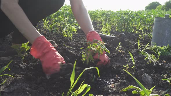 Planting Vegetable Seedlings In The Garden 8 alt