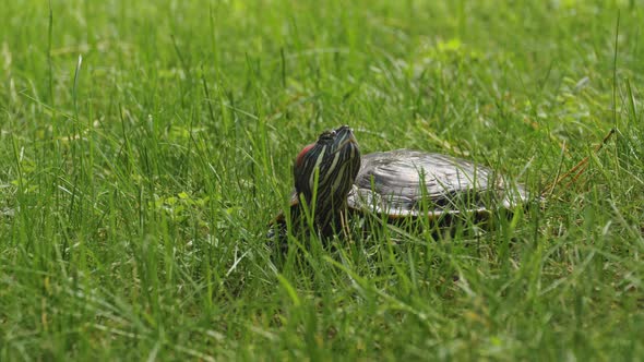 Turtle in Nature Closeup