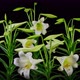 Time Lapse Lilies Opening - VideoHive Item for Sale