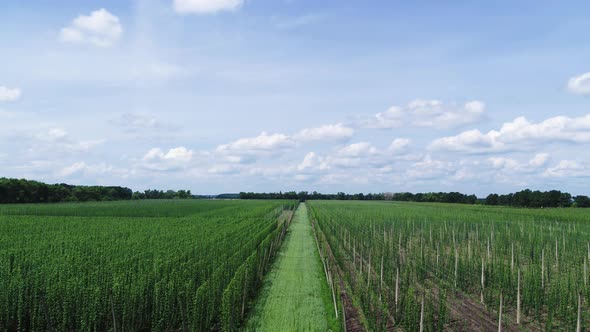 Hop Field Aerial Panorama View alt