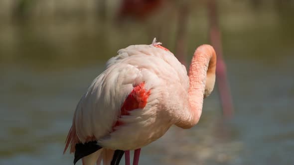 flamingo bird nature wildlife reserve carmargue lagoon alt