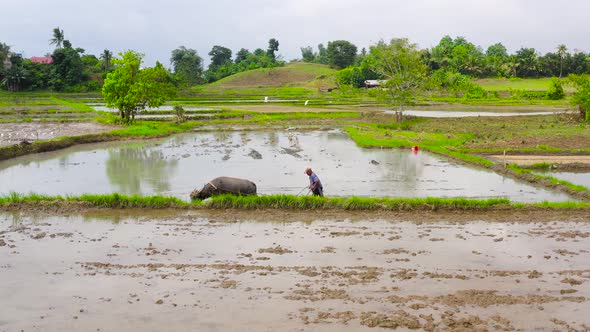 A Man Prepares a Rice Field with the Help of a Bull with a Plow Top View alt