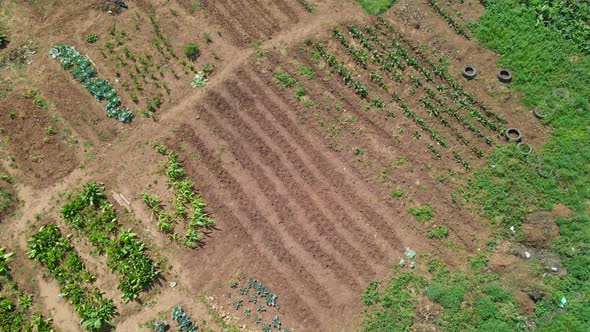 Aerial View of Unrecognizable Person Farming