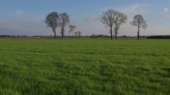 Flying Over Summer Meadow Full of Flowers Grass and Plants alt