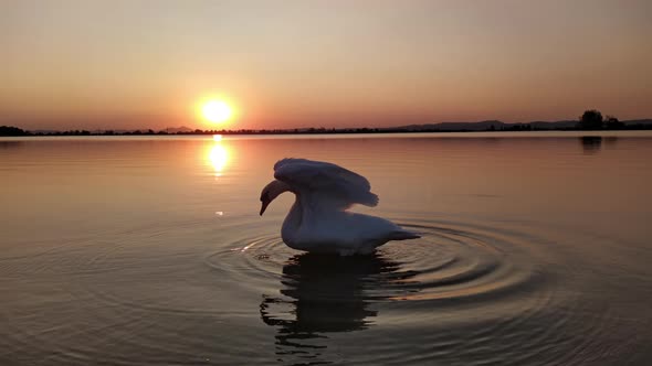 Swan Swimming in Lake at Sunset alt
