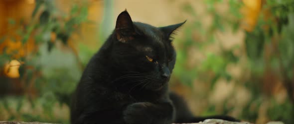 Black cat with yellow eyes getting sleepy, nature green, slow motion  alt