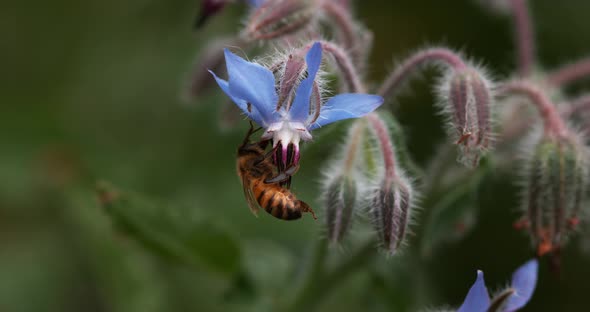 European Honey Bee, apis mellifera, Bee Booting a Borage Flower, Pollination Act, Normandy alt