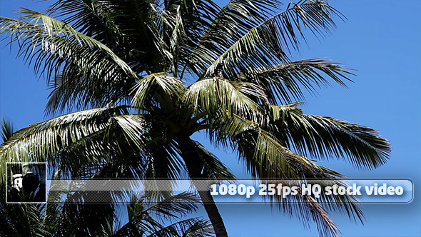 Tropical Paradise 4 alt