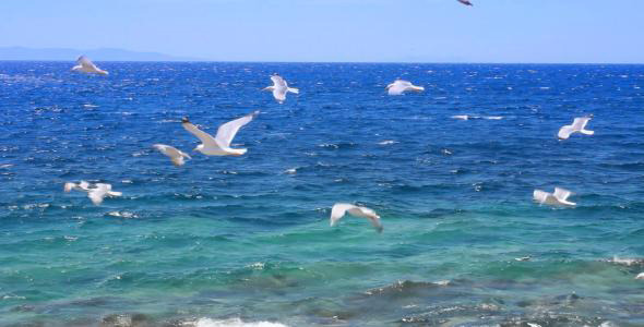 Sea And Seagulls