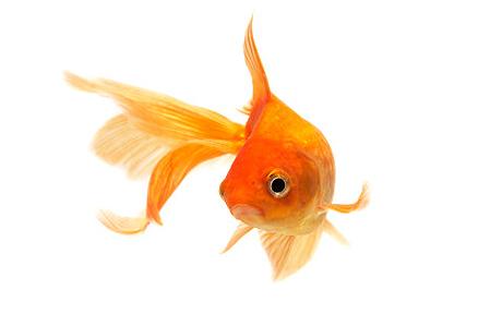 goldfishbrain