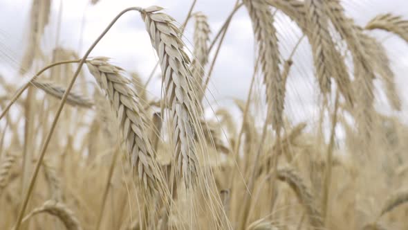 Field Barley in Period Harvest