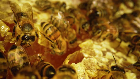 Bees Inside the Beehive alt