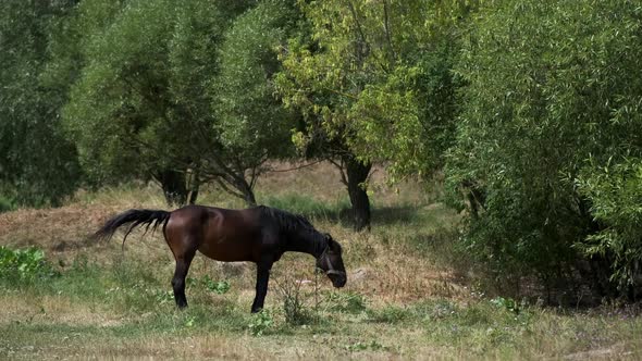 A brown and black horse eats grass in the garden on a hot summer day.