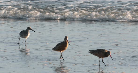  Cute and Funny Shore Birds Is Looking for Food in Shallow Waters at Sunset alt