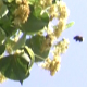Bees Collect Pollen from Small Leaved Linden Bees Collect Pollen from Small Leaved Linden - VideoHive Item for Sale