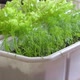 Close-up of dill and green lettuce growing at home on the windowsill watered. plant care, agricultur - VideoHive Item for Sale
