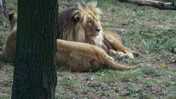 Lion and Lioness resting. Panthera leo bleyenberghi