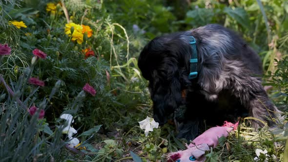 Cute Spaniel Puppy Dog In a Colorful Blooming Flower Garden Sniffs Pig Toy, Fixed Soft Focus. Black alt
