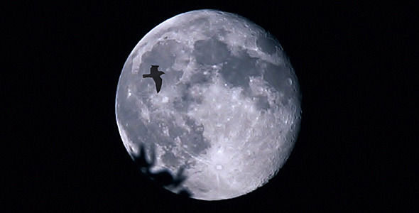 bird_moon_590x300.jpg