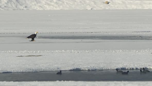 Bald Eagle protecting its food from another Eagle swooping in alt