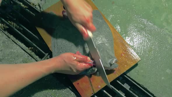 Hands washing fish. Hands preparing fish for white meat. Hands cutting the fish into pieces ready to alt