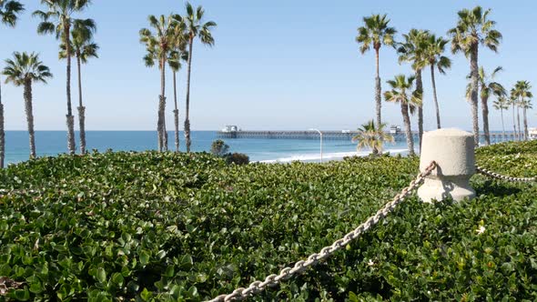 Pacific Ocean Beach Palm Tree and Pier