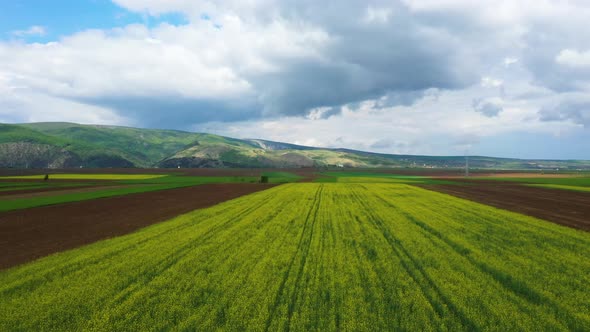 Drone view of blooming rapeseed. alt