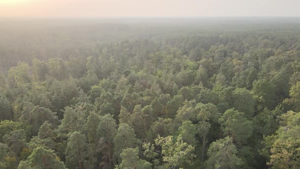 Aerial View of a Green Forest on a Summer Day alt