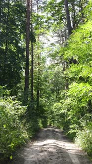 Vertical Video of Forest By Day alt