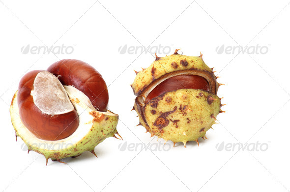 Little chestnuts on a white. - Stock Photo - Images