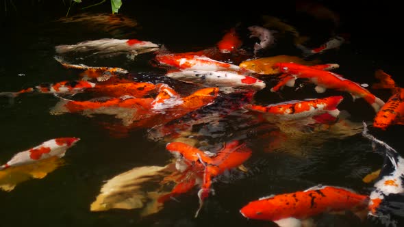Orange Carps Swim in the Pond
