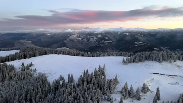 Aerial Shot of Snow Covered Pine Forest at Sunrise