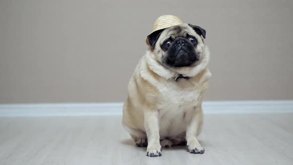 Funny Pug Dog in a Straw Hat As a Farmer Sitting on the Floor and Turn His Head alt