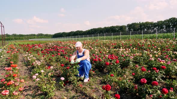 Male Gardener in Gloves Cuts Off the Bloomed Rose Buds with Secateurs. Growing and Caring for Roses alt