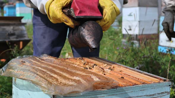 Beekeeping, an Elderly Man in Protective Outfit Fumigates Bees Removes Honeycombs From Hives To alt