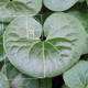 Fibonacci Leaf - VideoHive Item for Sale