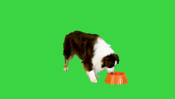 Australian Shepherd is Commanded to Eat Then Eats From a Bowl on a Green Screen Chroma Key