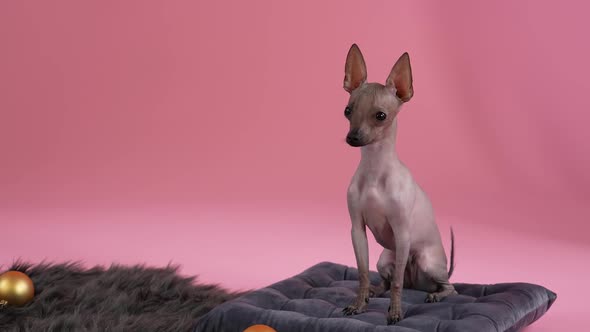 Xoloitzcuintle Barks Sitting on a Black Pillow Near a Fur Blanket with Christmas Balls alt