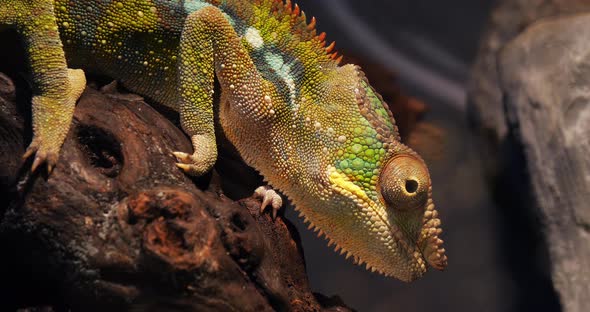Panther Chameleon, furcifer pardalis, Adult standing on Branch, Madagascar, Slow motion 4K alt