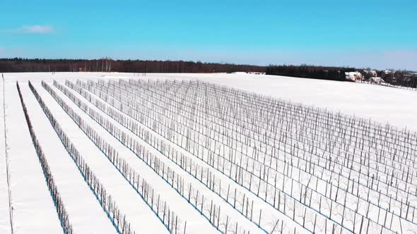 Aerial Footage Of SnowCovered Vineyard In The City PostHarvest Viticulture alt