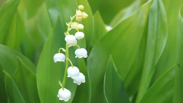 Lilies of the Valley Blossom in Spring