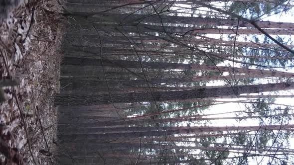 Vertical Video of Beautiful Forest Landscape alt