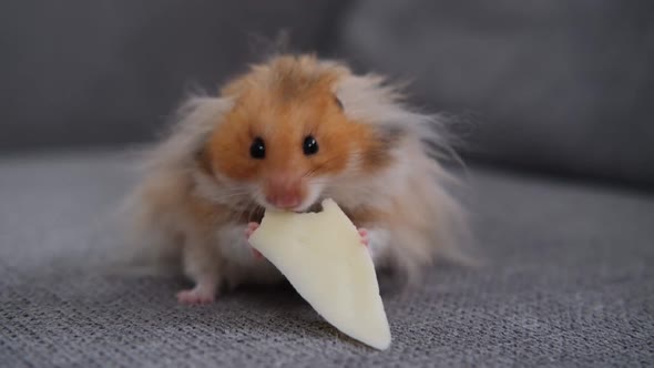 Cute Fluffy Hamster Sits on the Sofa and Eats Cheese Closeup