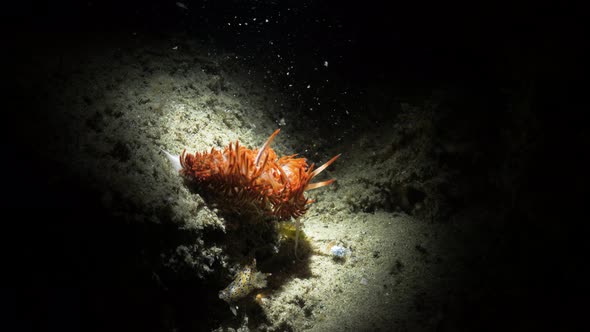 Unique artistic underwater video of a vibrant sea creature in the dark lit up only by the light of a alt