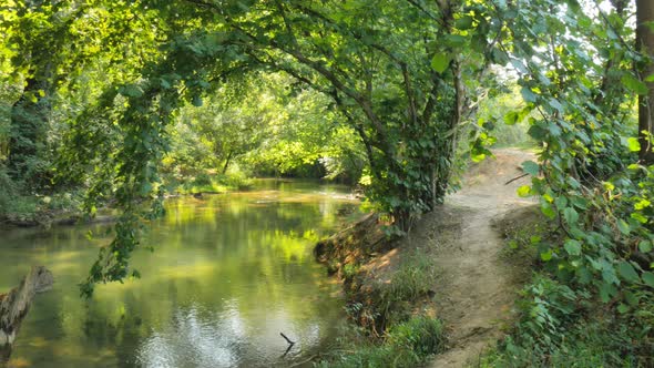 Spring Forest and River