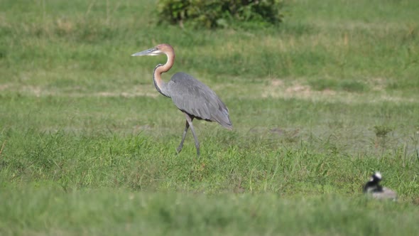 Goliath heron walking in the wetlands  alt