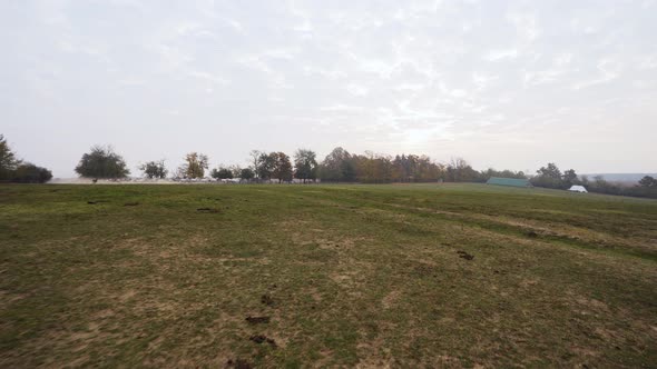 Wide shot of Lipizzaner horses running through the field in the morning alt