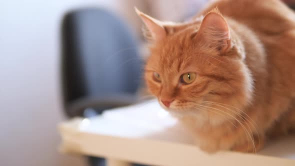 Angry Ginger Cat Sits on White Table. Fluffy Pet Seems To Be Irritated. Cute Domestic Animal at Cozy alt