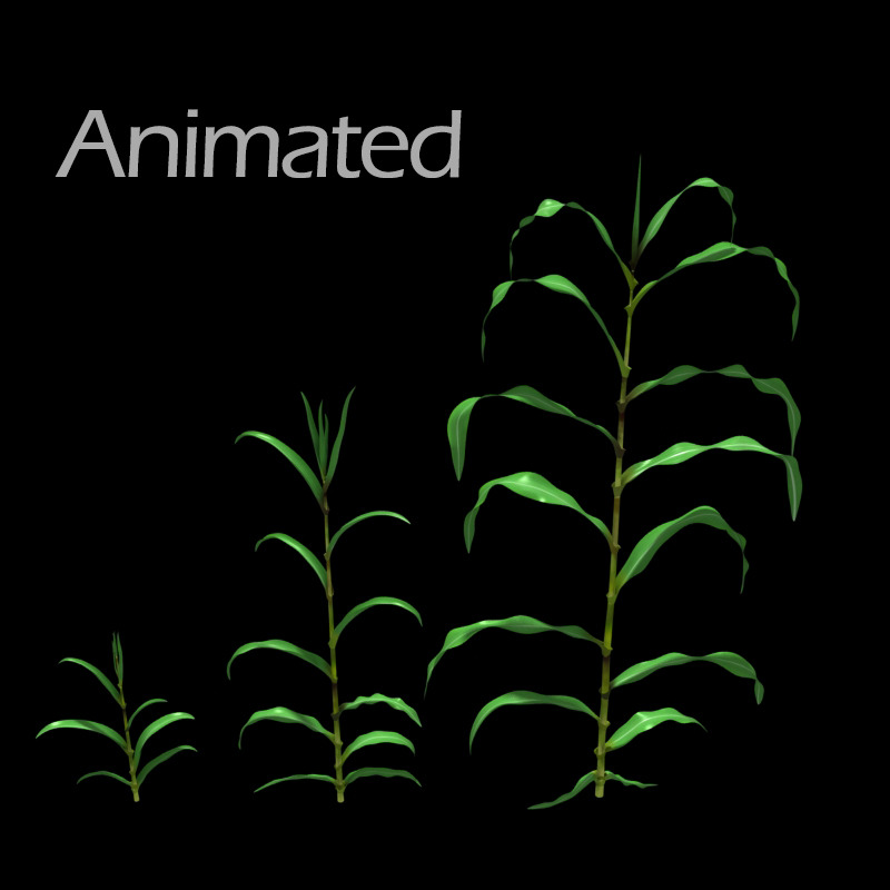 Animation growth Computer Animation